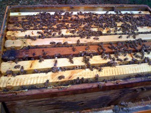 Bringing home the bees by tastybit via Flickr
