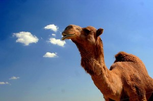 Camel by Angeloux via Flickr Camel by Angeloux via Flickr