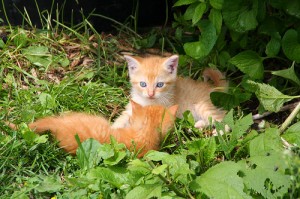 Play Time by Paul McGuire via Flickr