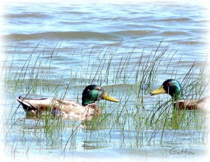 Une belle journée à vous ! Have a nice day ! by GattouLucieso far behind.. Sorry via Flickr Une belle journée à vous ! Have a nice day ! by GattouLucieso far behind.. Sorry via Flickr