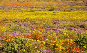 When the Desert flowers by Martin_Heigan via Flickr When the Desert flowers by Martin_Heigan via Flickr
