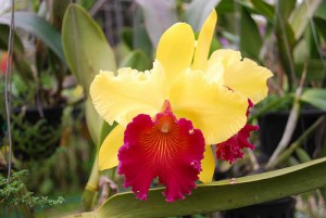 Yellow and red orchids - Bai Orchid Farm by avlxyz via Flickr