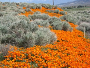 Desert River of Flowers by wanderbored via Flickr