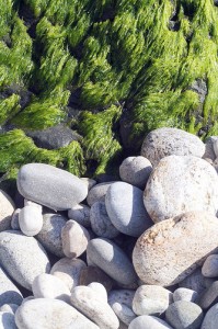 Algal-falls by neurmadic aesthetic via Flickr